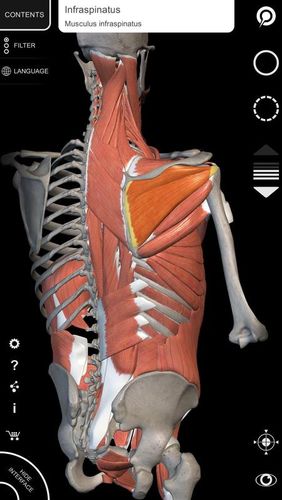 Muscle | Skeleton - 3D atlas of anatomy
