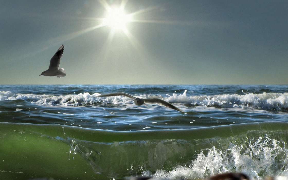 Seagulls, Sea, Landscape, Birds, Sun, Waves, Animals