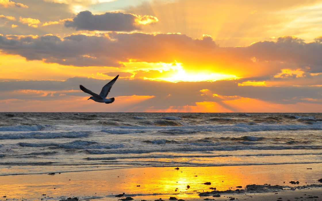 Seagulls,Sea,Landscape,Sunset