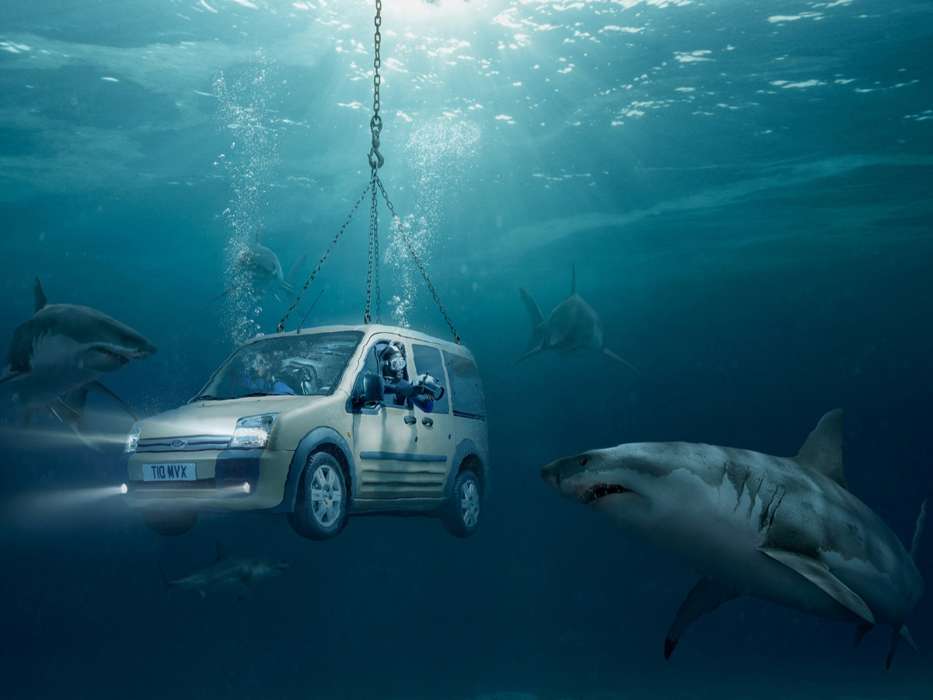 Humor, Auto, Sea, Sharks, Ford