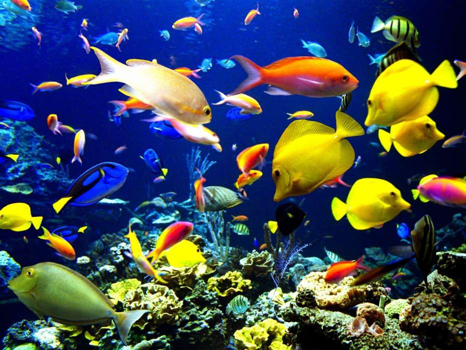 Aquariums,Fishes,Animals