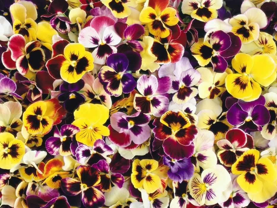 Plants, Flowers, Backgrounds, Pansies