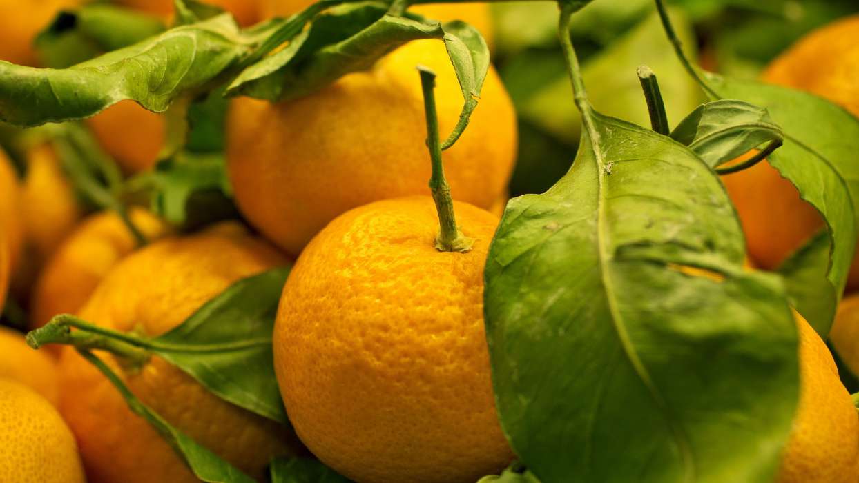 Oranges,Fruits,Plants