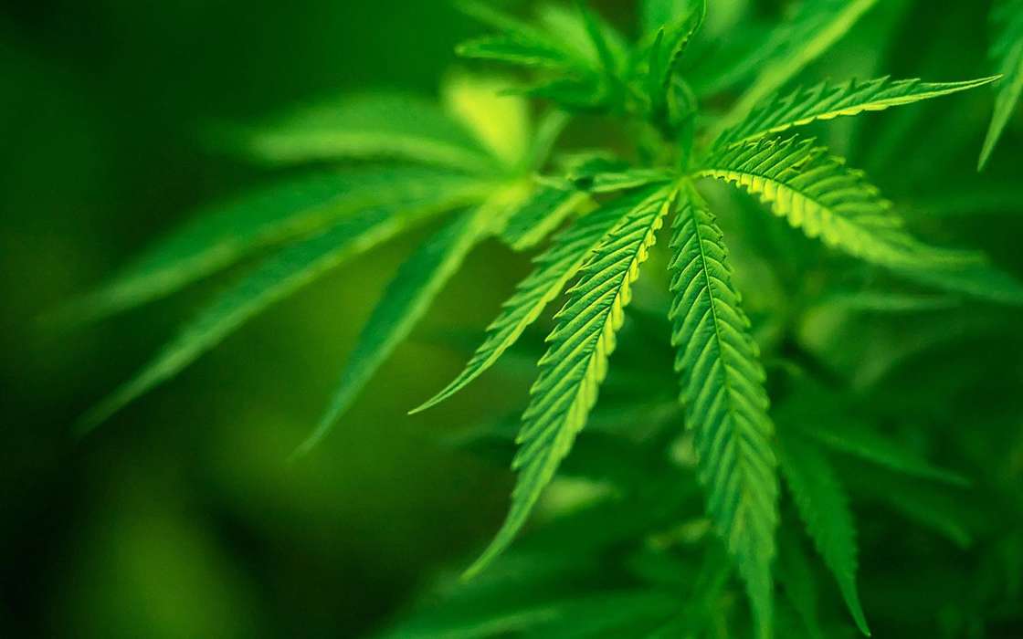 Marijuana, Cannabis, Plants