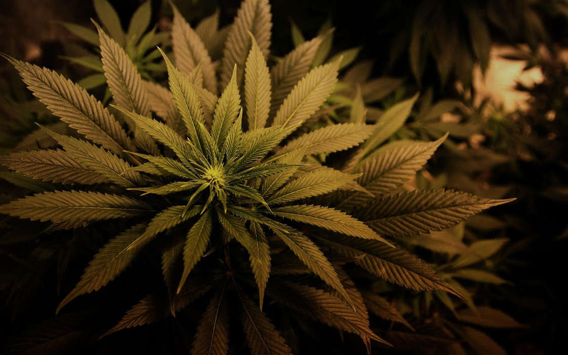Marijuana, Plants