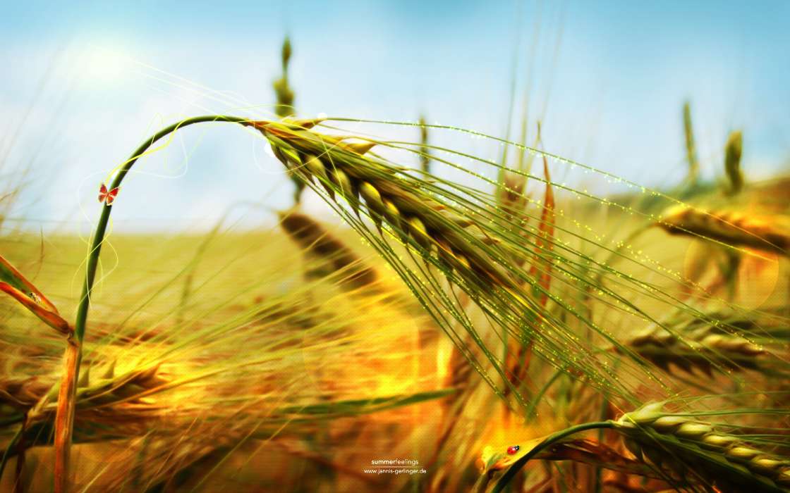 Plants, Grass, Art, Wheat