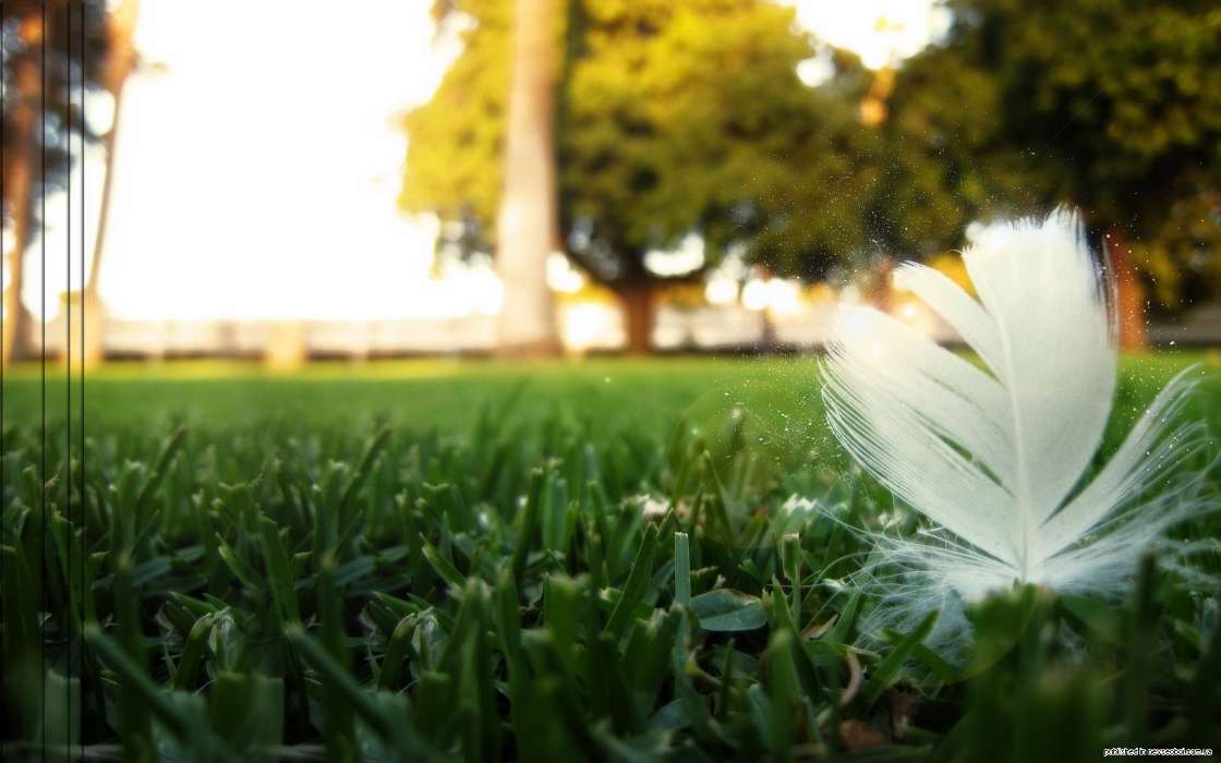 Grass, Art photo, Objects, Feather