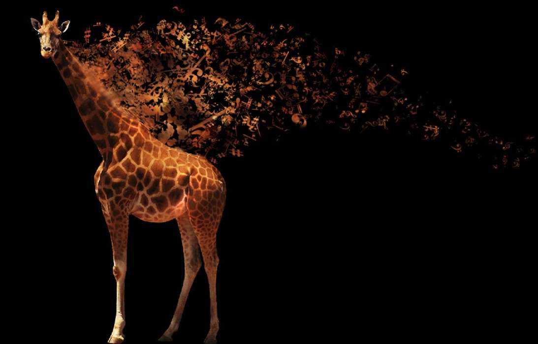 Art photo, Background, Giraffes, Animals