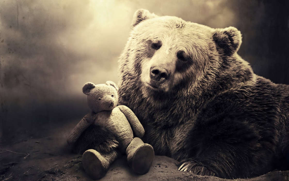 Art photo, Toys, Bears, Animals