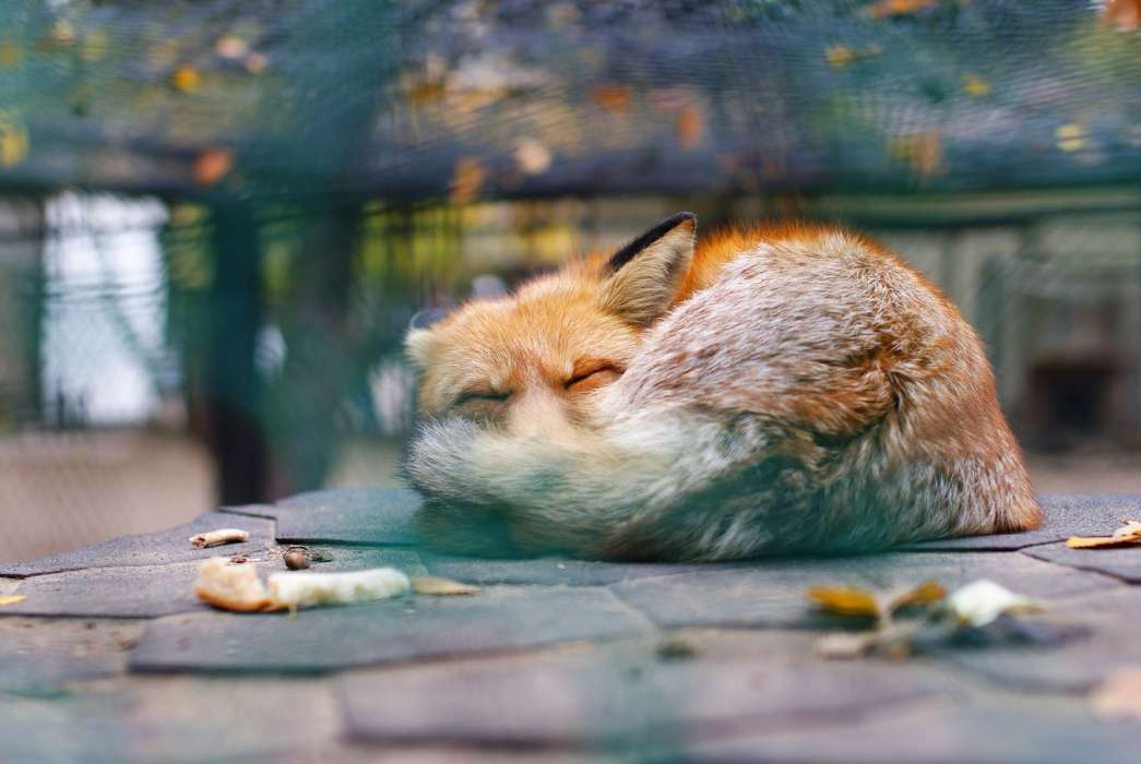 Art photo, Fox, Animals
