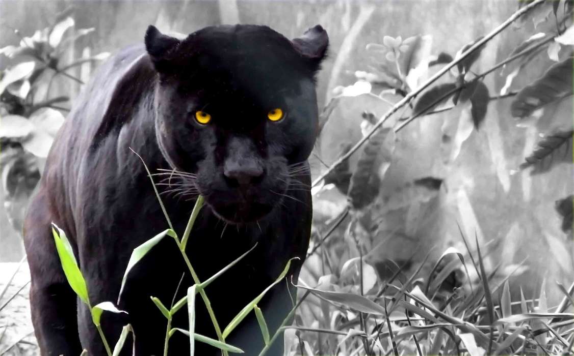 Animals, Art photo, Panthers