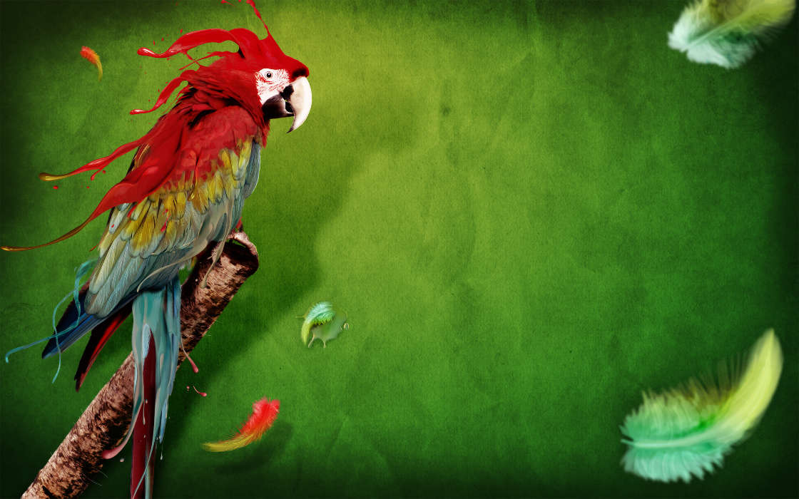 Art photo,Parrots,Birds,Animals