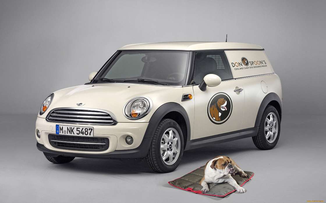 Auto, Mini Cooper, Dogs, Transport, Animals