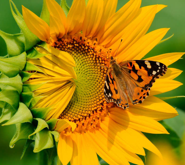 Butterflies, Flowers, Insects, Sunflowers, Plants