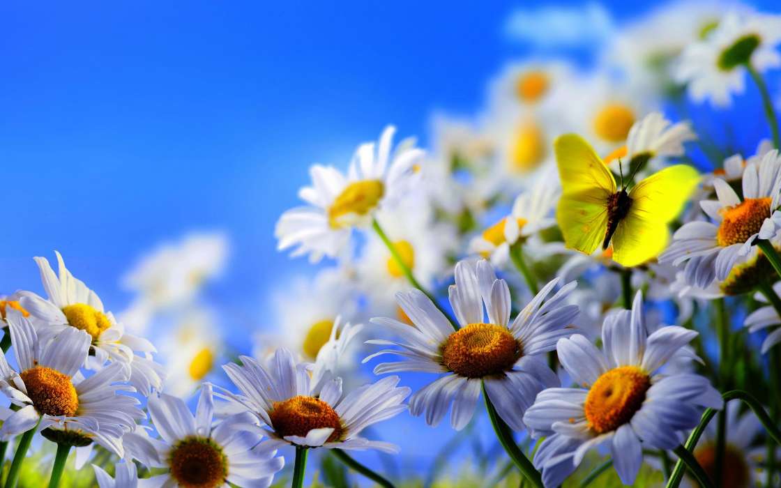 Butterflies, Flowers, Insects, Plants, Camomile