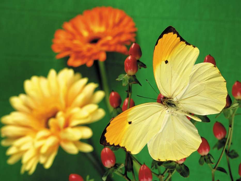 Butterflies,Flowers,Plants