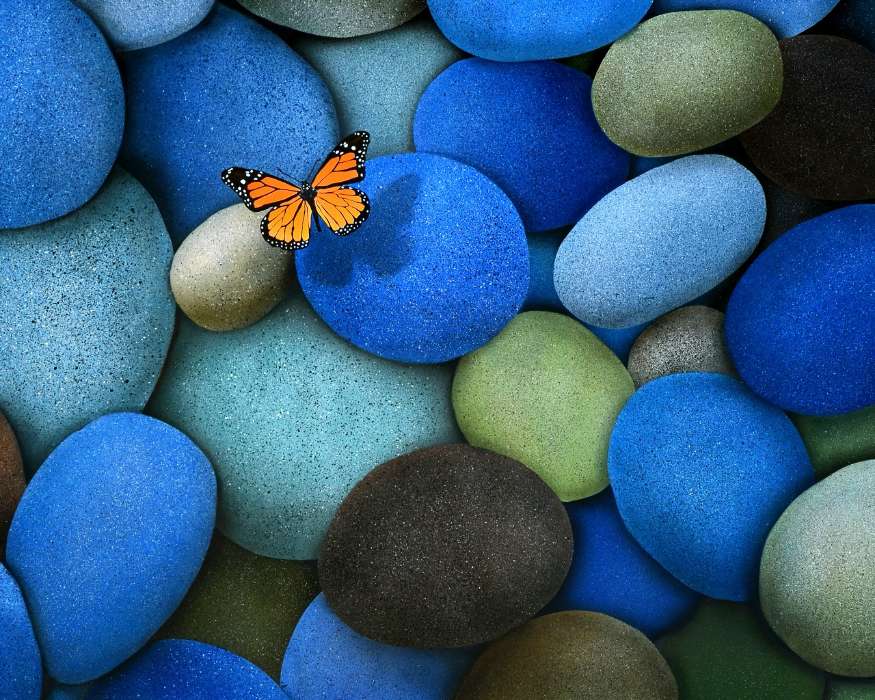 Butterflies, Stones, Insects, Objects