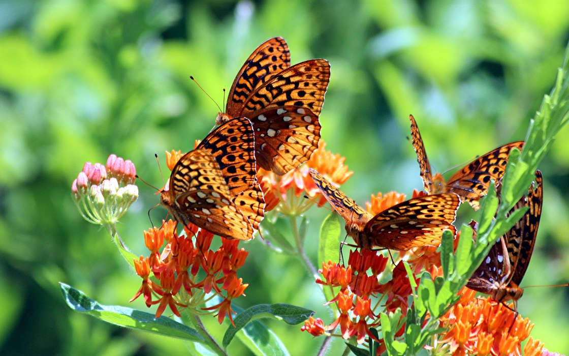 Butterflies, Insects