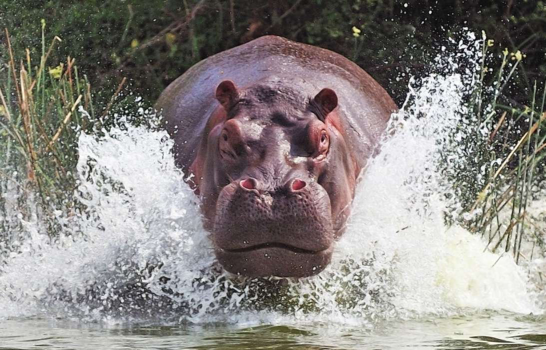 Hippos,Animals