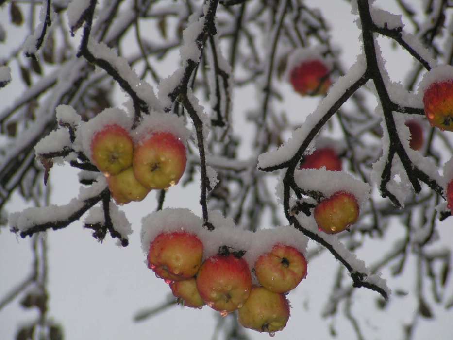 Plants, Winter, Fruits, Apples, Snow