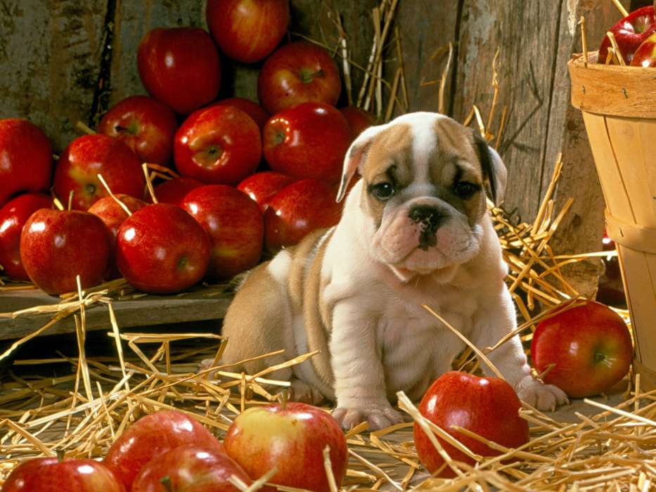 Animals, Dogs, Apples