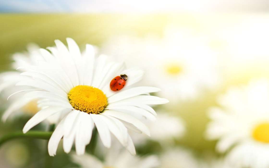 Ladybugs, Flowers, Insects, Plants, Camomile