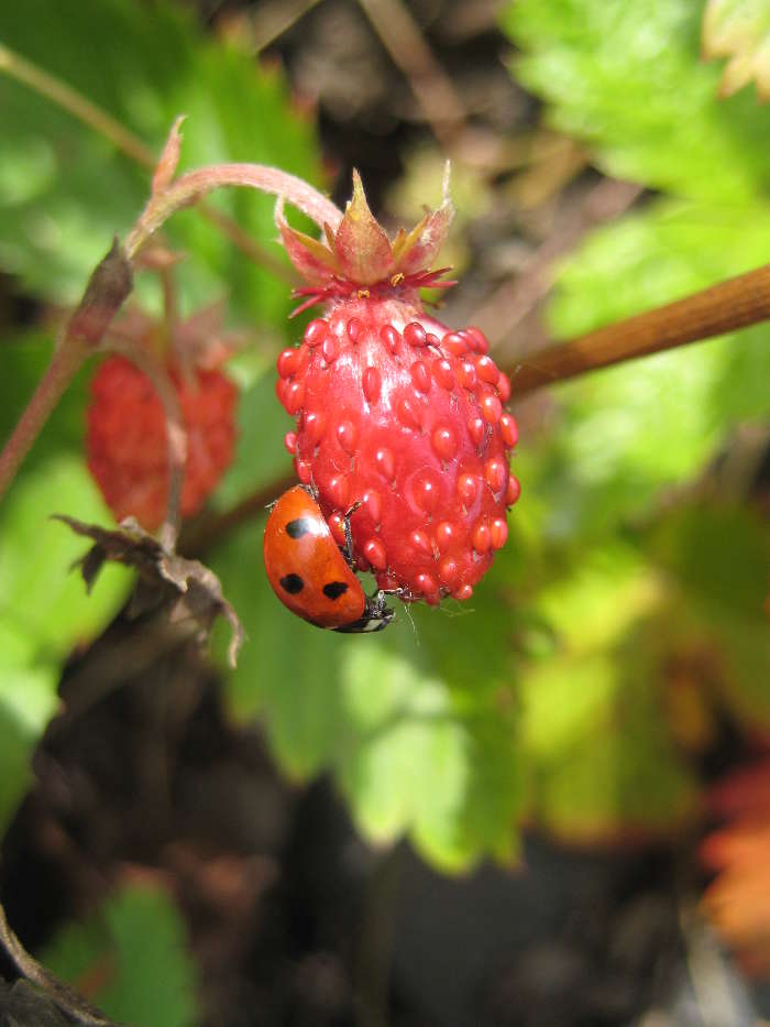 Plants, Strawberry, Insects, Ladybugs, Berries