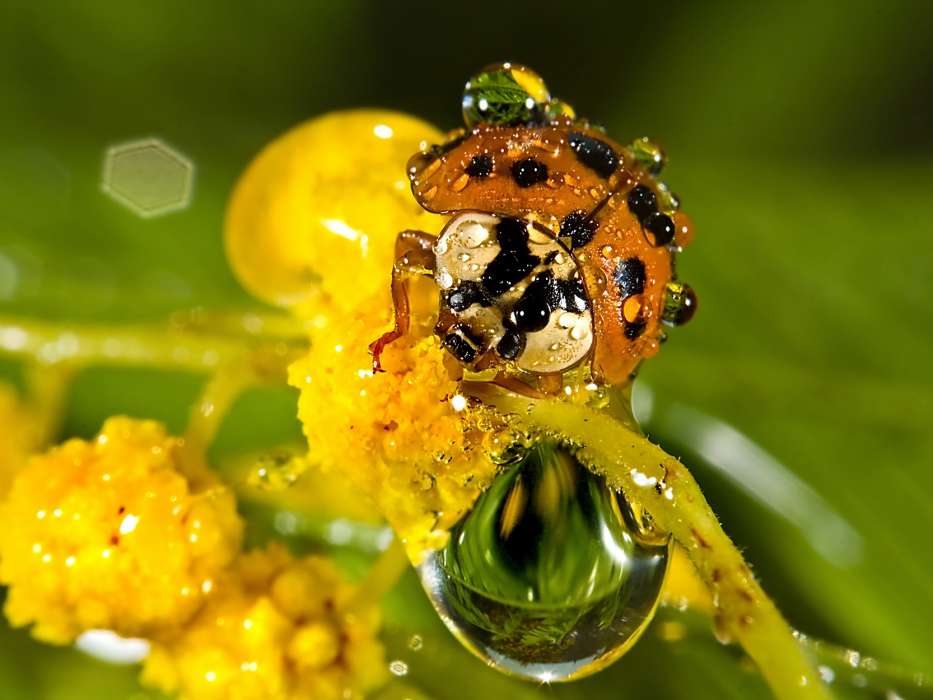 Ladybugs, Drops, Insects