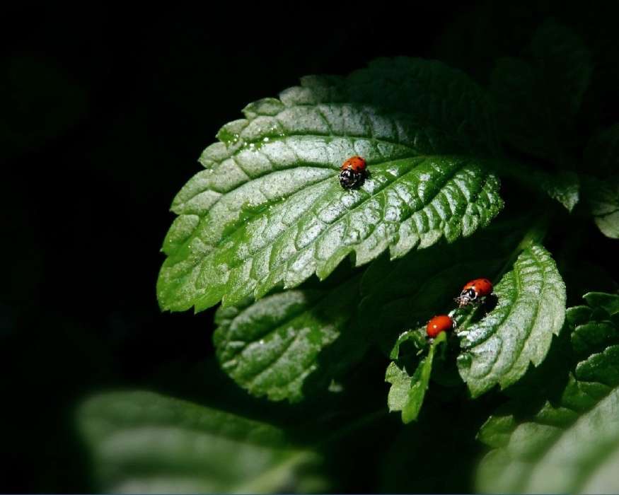 Insects, Leaves, Ladybugs