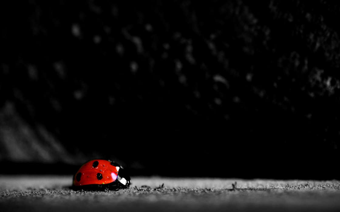 Ladybugs, Insects
