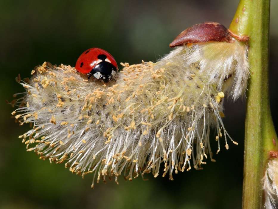 Ladybugs, Insects
