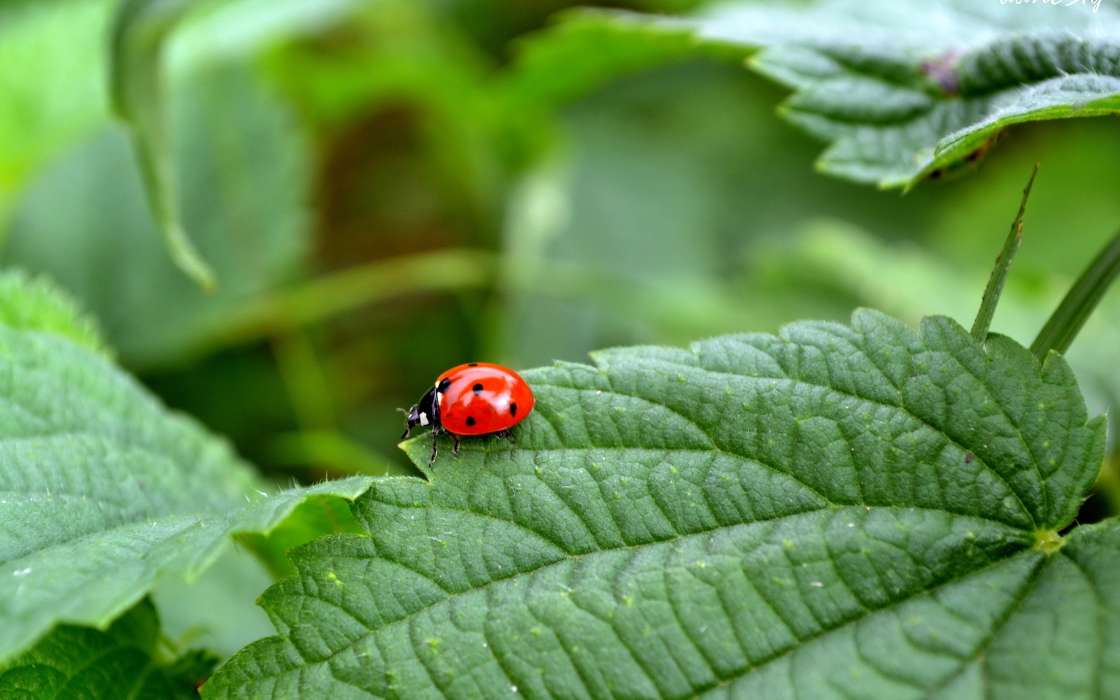 Ladybugs,Insects