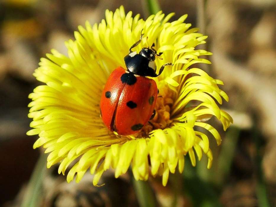 Ladybugs,Insects