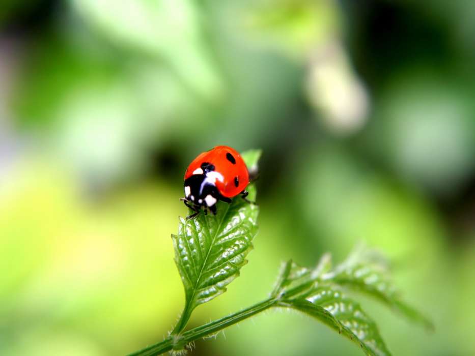 Insects, Ladybugs