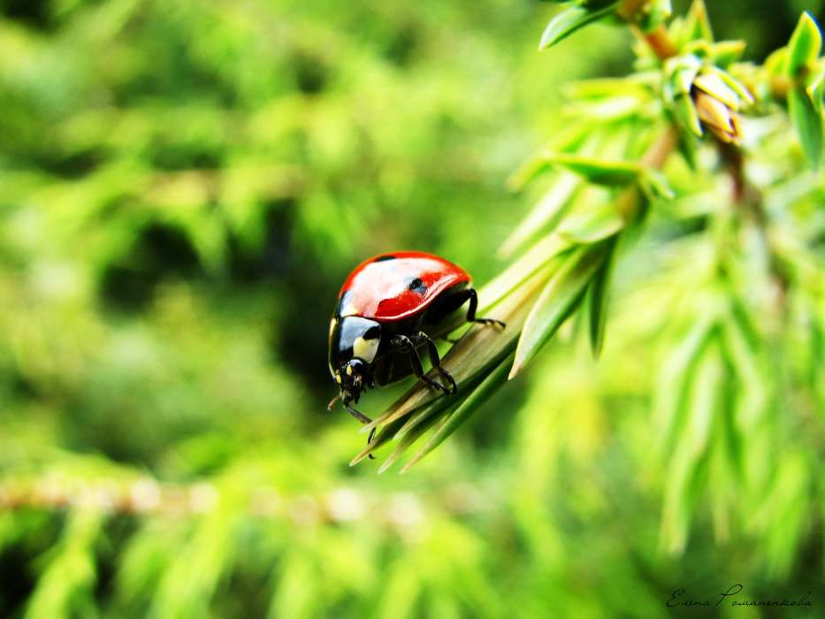 Nature, Insects, Ladybugs