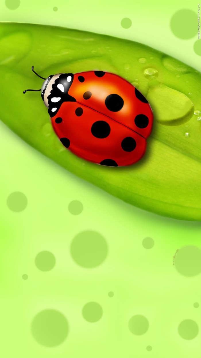 Ladybugs, Insects, Pictures