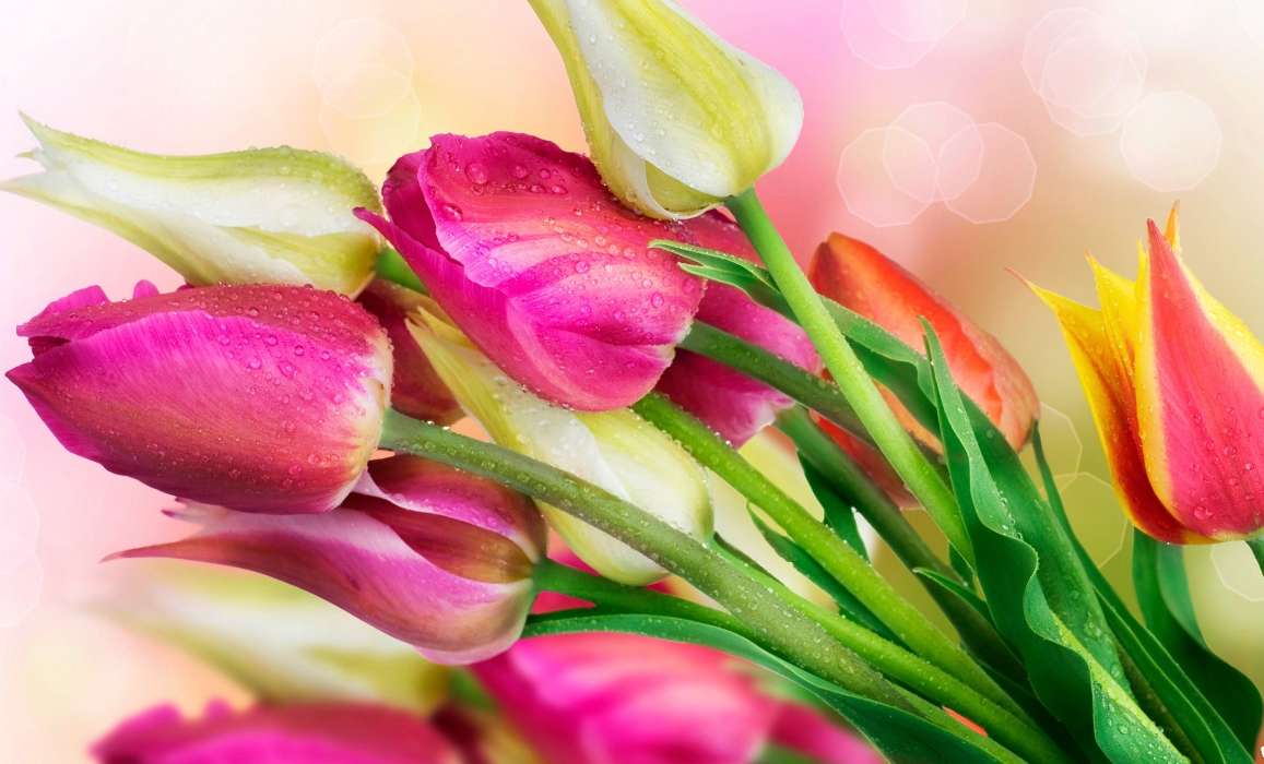 Bouquets, Flowers, Drops, Plants, Tulips