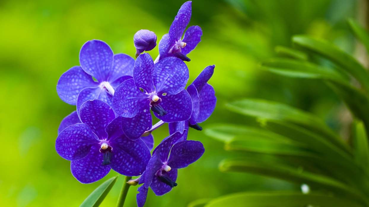 Flowers,Violet,Plants