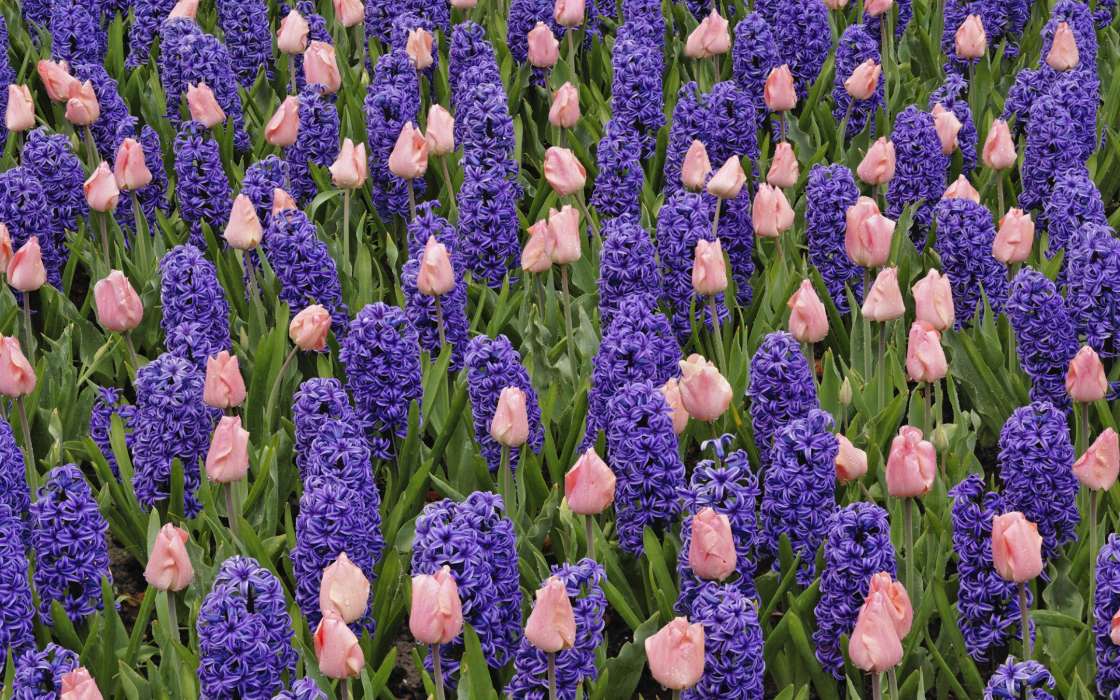 Plants, Flowers, Backgrounds, Tulips, Hyacinth