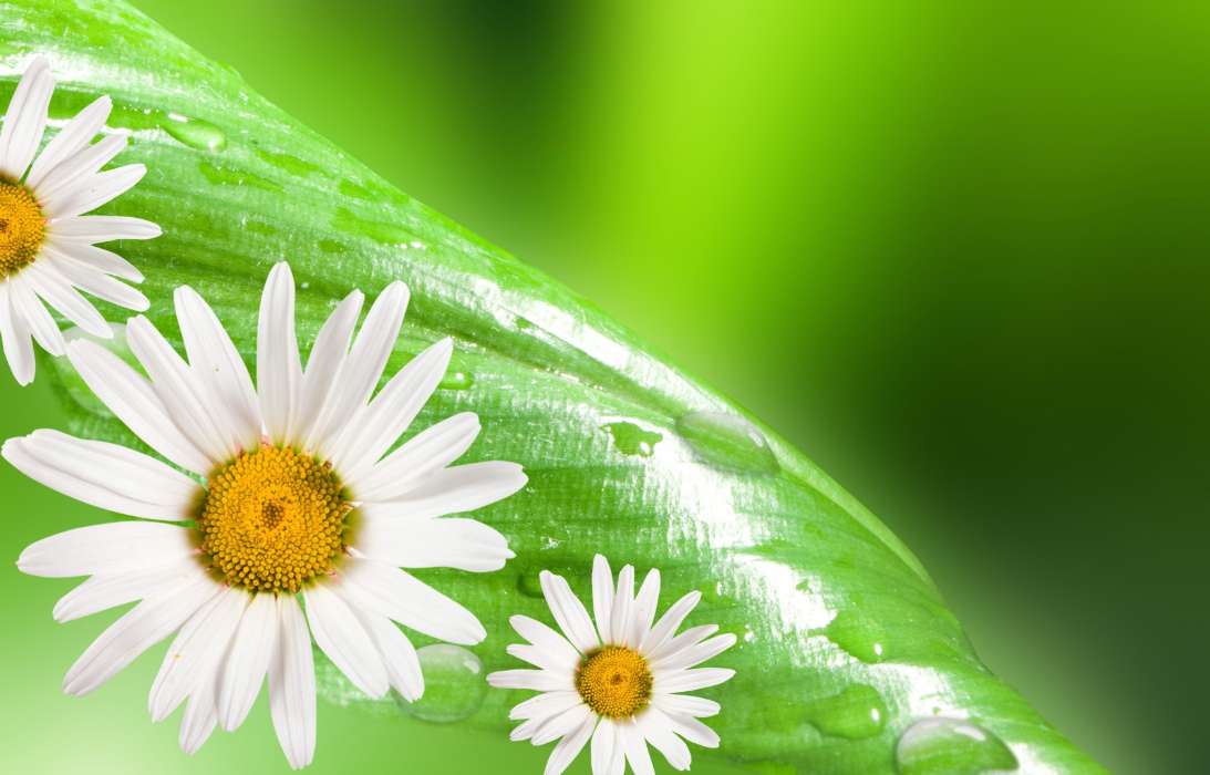 Flowers, Background, Leaves, Plants, Camomile