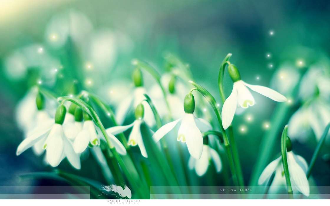Flowers, Background, Snowdrops, Plants