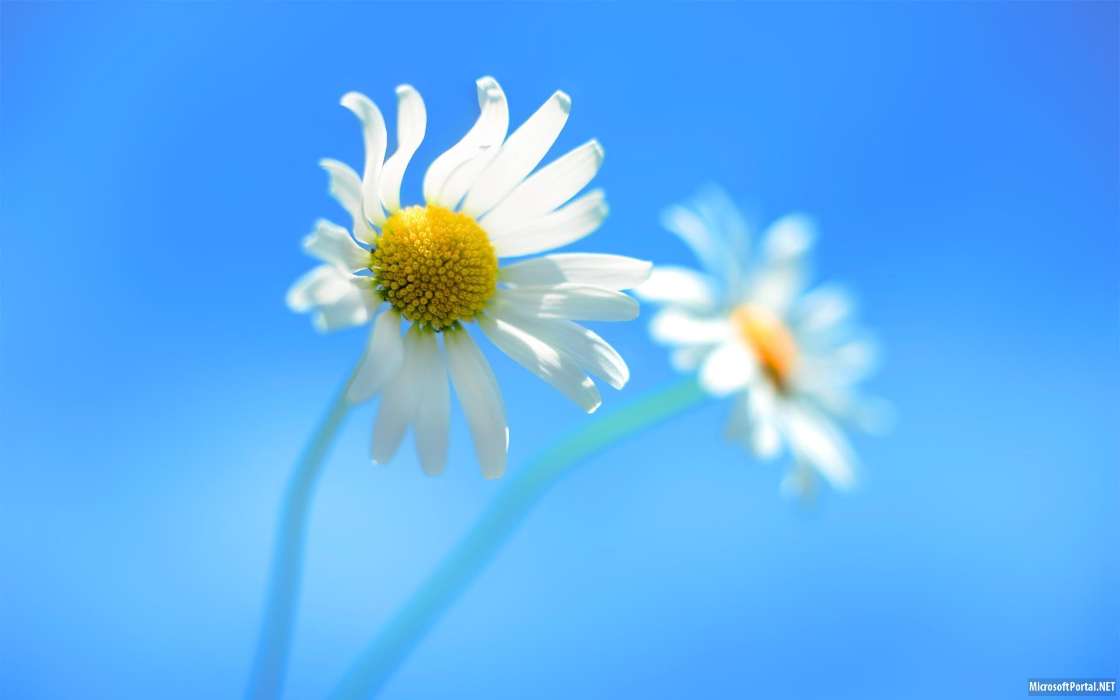 Flowers, Background, Plants, Camomile