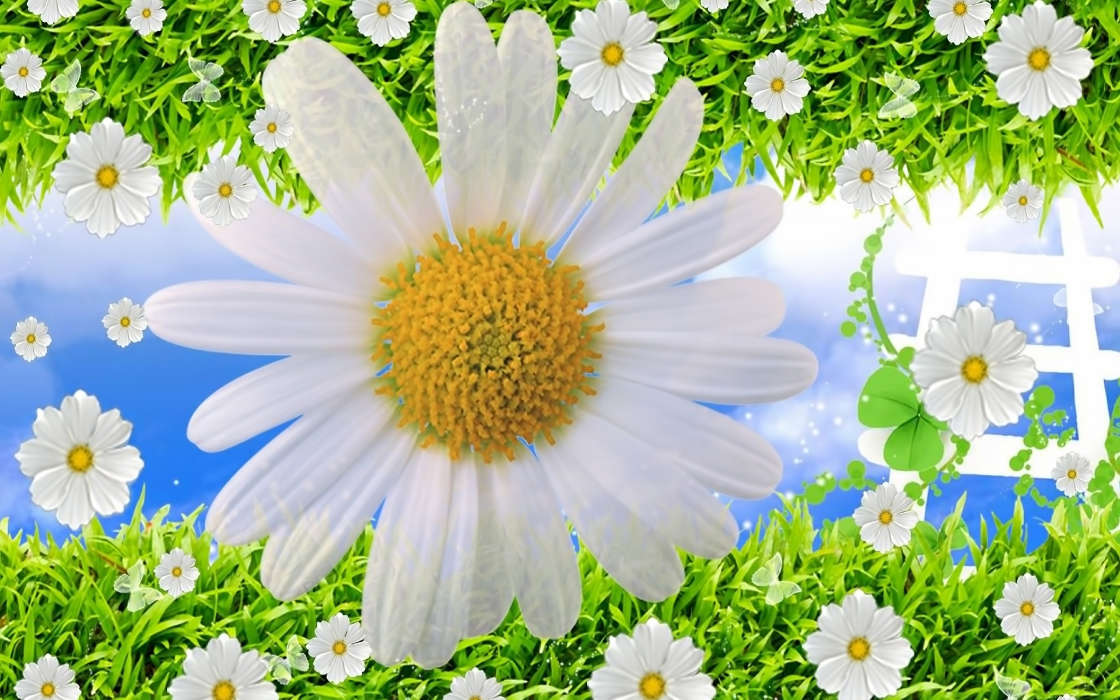 Flowers,Background,Plants,Camomile