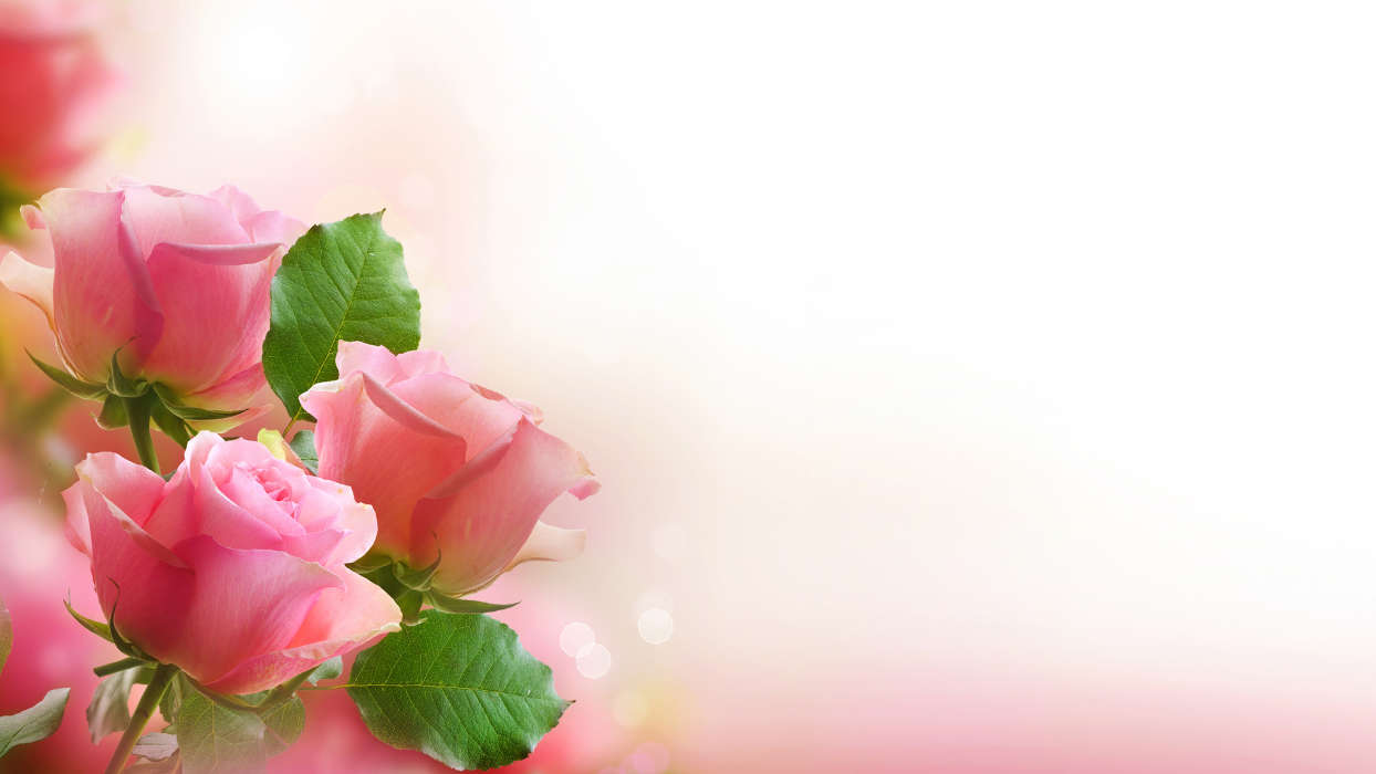 Flowers, Background, Plants, Roses