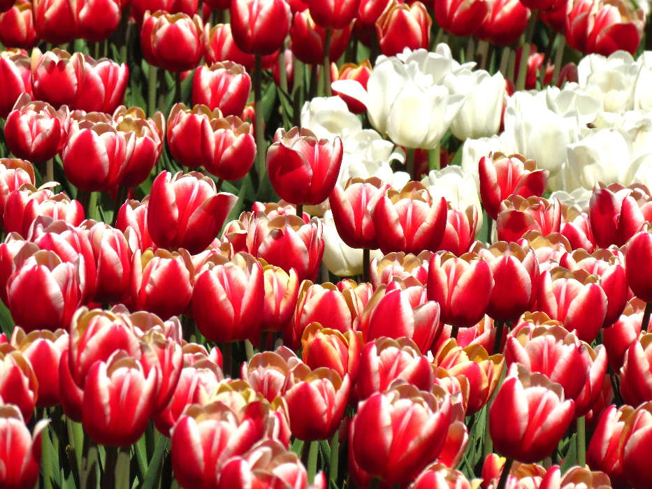 Flowers, Background, Plants, Tulips
