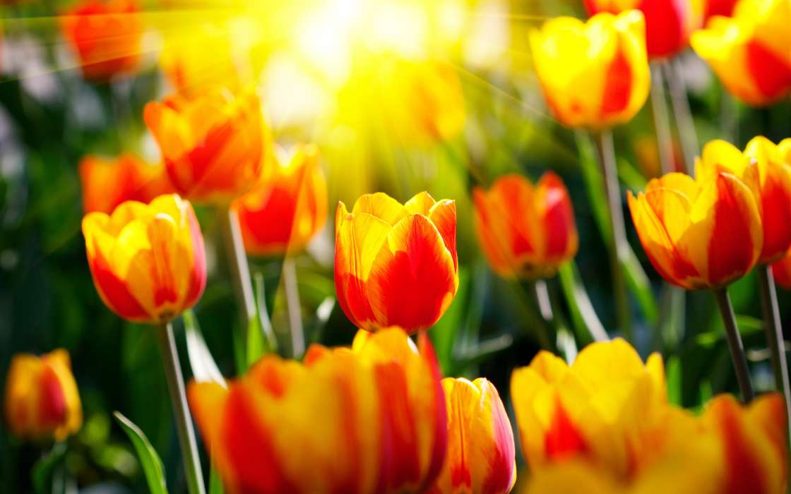 Flowers, Background, Tulips