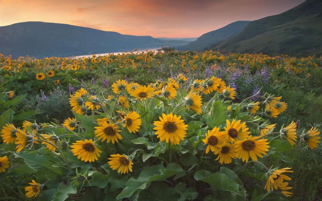 Flowers, Mountains, Landscape, Sunflowers, Fields, Plants