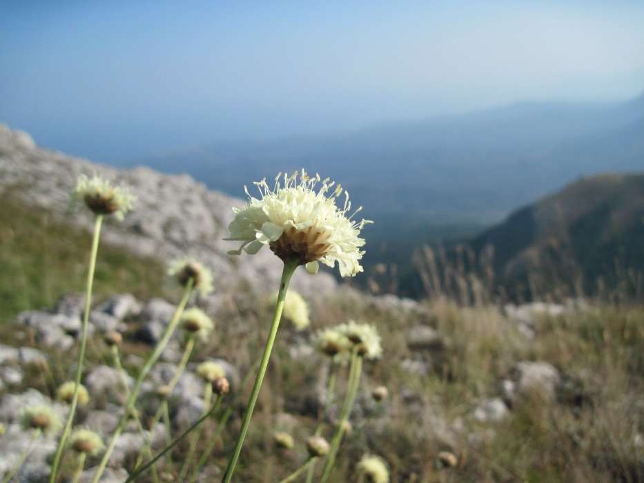 Flowers, Mountains, Plants