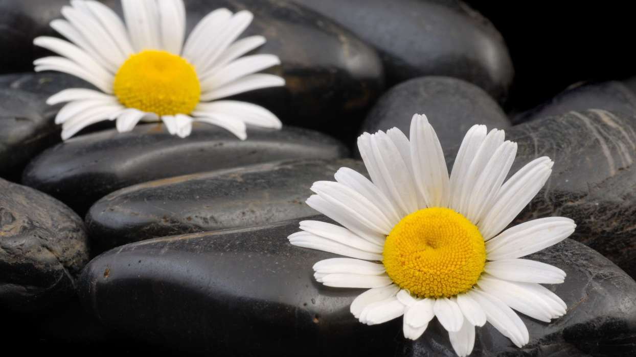 Flowers, Stones, Objects, Plants, Camomile