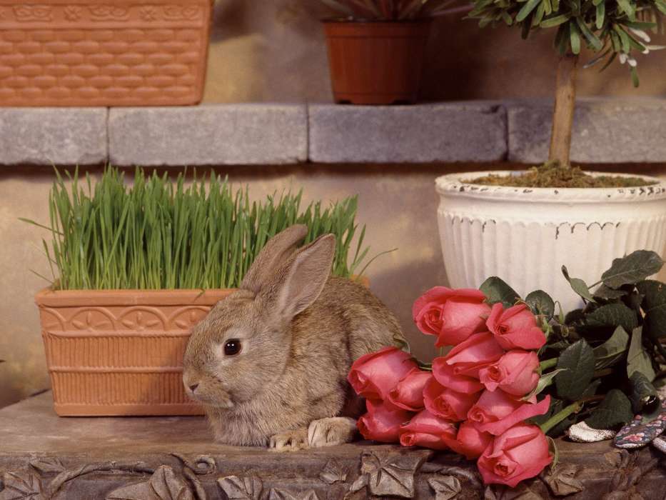 Animals, Flowers, Roses, Rabbits